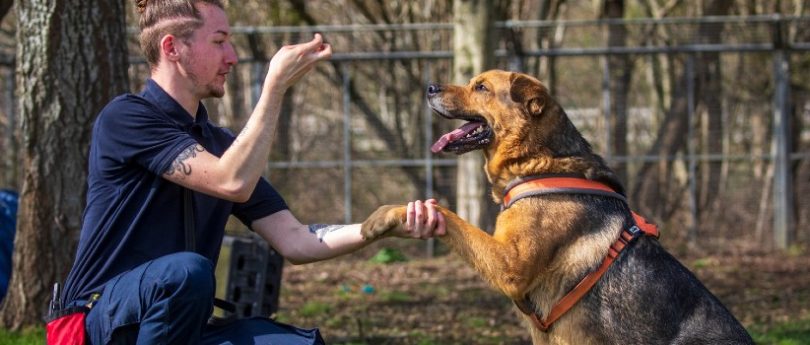 essential puppy training tips