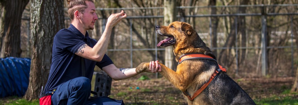 essential puppy training tips