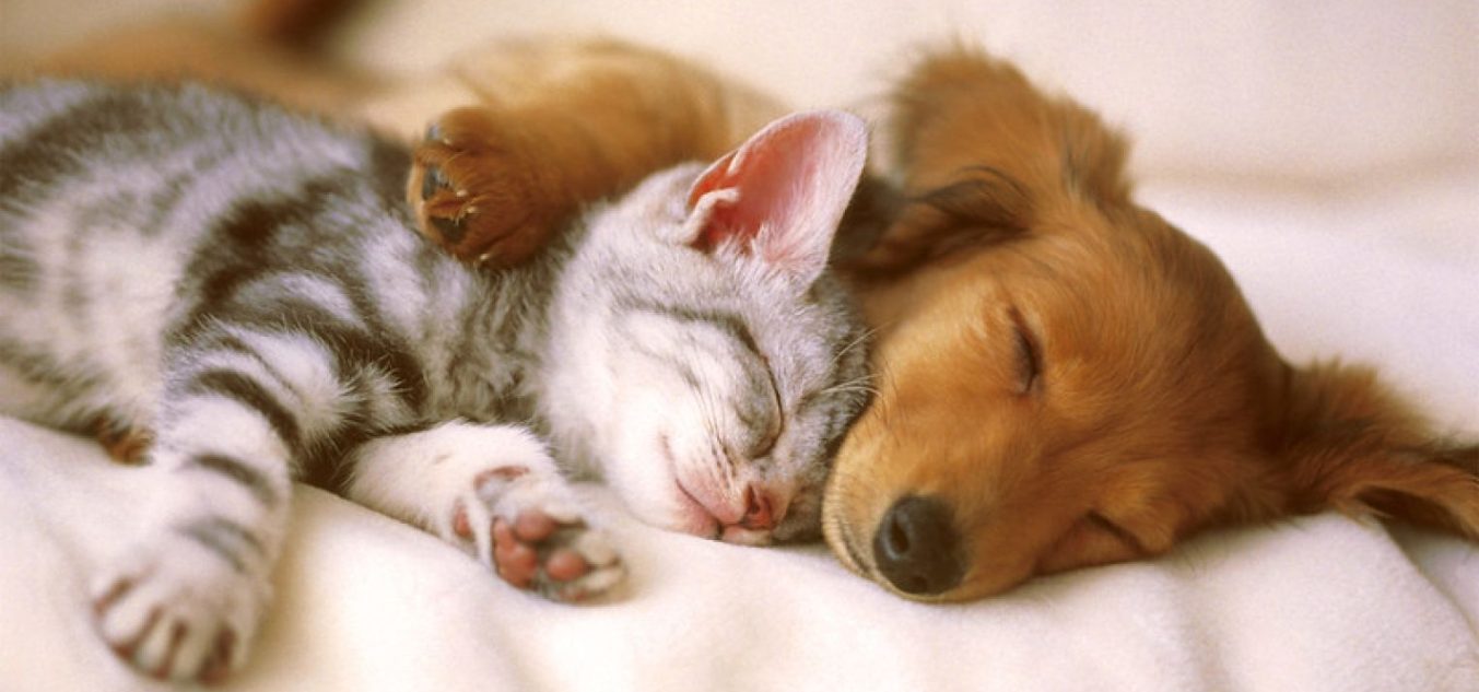 cats and dogs living together