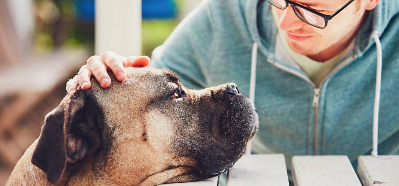 Supporting Your Dog During Grief and Depression