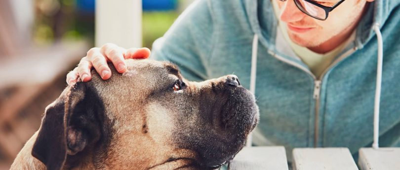 Supporting Your Dog During Grief and Depression