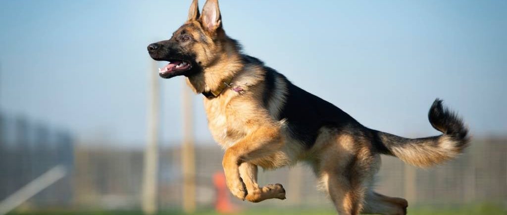 German Shepherd dog breed facts