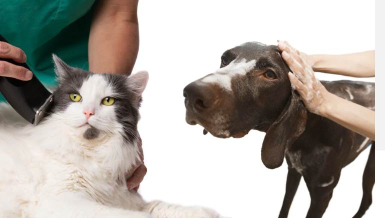 Pet grooming tips for happy pets