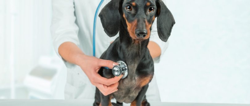 Heartworm Disease: Key Information