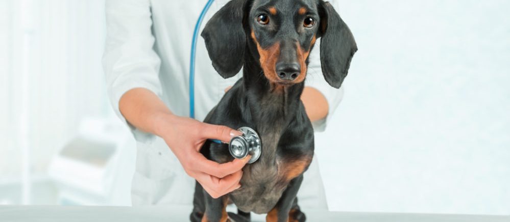 Heartworm Disease: Key Information