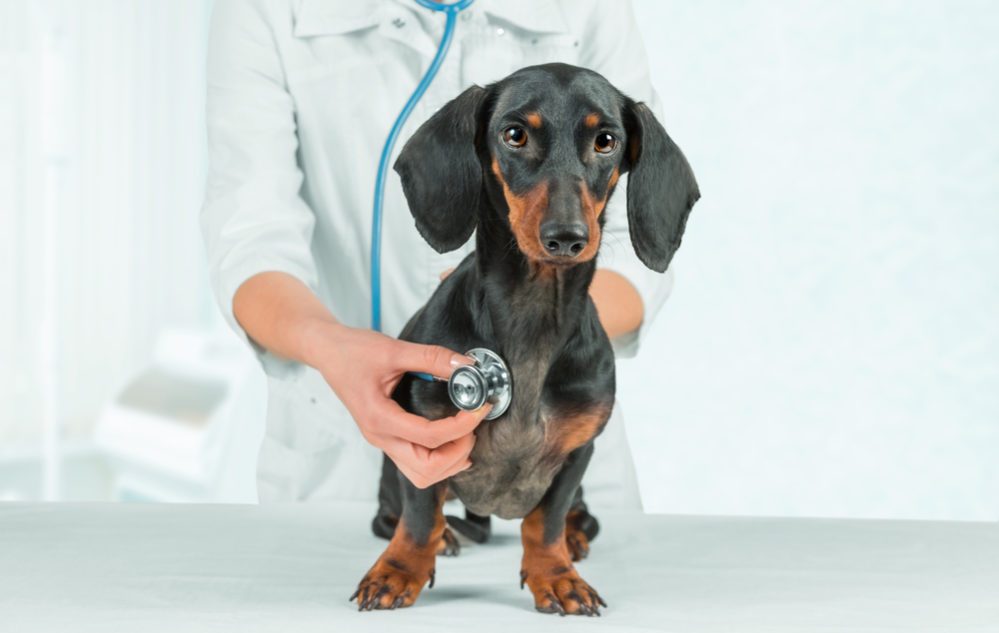 Heartworm Disease: Key Information