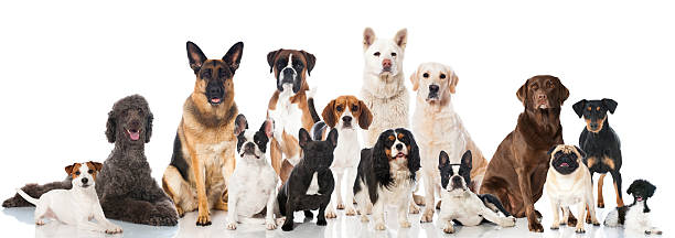 family-friendly dog breeds